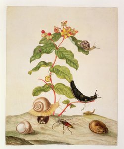 No.1146c Hypericum Baxiforum med snegle og en bille, 1695