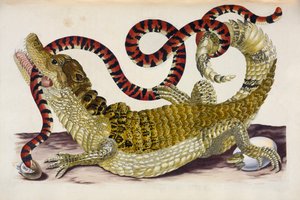 Surinam Caiman beskytter sine udklækninger mod en koralslange af Maria Sibylla Merian