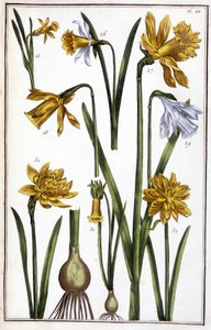 Ukendt billede af Maria Sibylla Merian