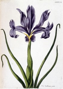 Ukendt billede af Maria Sibylla Merian