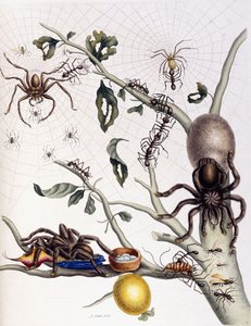 Forskellige spindlere fra Sydamerika, 1726 af Maria Sibylla Merian