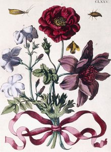 Forskellige europæiske insekter og blomster af Maria Sibylla Merian