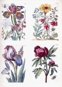 Forskellige europæiske insekter og blomster af Maria Sibylla Merian