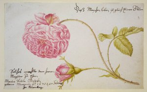 Albumblad med rose, 1675