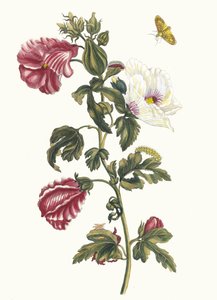 Althea. Fra bogen Metamorphosis insectorum Surinamensium, 1705.