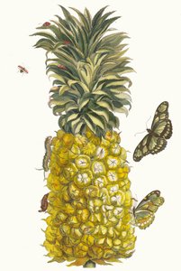 Ananas mur. Fra bogen Metamorphosis insectorum Surinamensium, 1705.