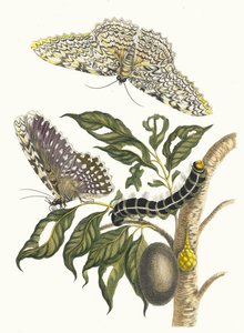 Arbre de gomme-gutte. Fra bogen Metamorphosis insectorum Surinamensium, 1705. af Maria Sibylla Merian