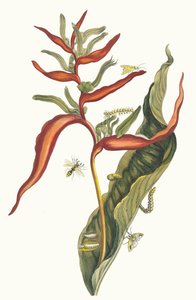 Ballia. Fra bogen Metamorphosis insectorum Surinamensium, 1705. af Maria Sibylla Merian