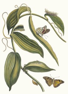 Banille. Fra bogen Metamorphosis insectorum Surinamensium, 1705. af Maria Sibylla Merian