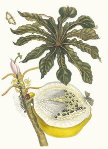 Carica papaya. Fra bogen Metamorphosis insectorum Surinamensium, 1705. af Maria Sibylla Merian