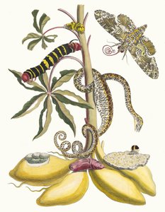 Cassave. Fra bogen Metamorphosis insectorum Surinamensium, 1705. af Maria Sibylla Merian