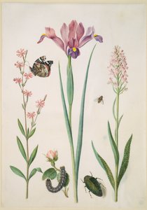 Limurt med admiralsommerfugl, rose med rævespinder, iris, svirreflue, pragttorbist og orkidé af Maria Sibylla Merian