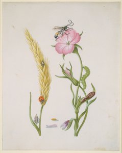 Kornaks og majs-kuk med forvandlingsstadier hos den femplettede mariehøne og spyfluen af Maria Sibylla Merian
