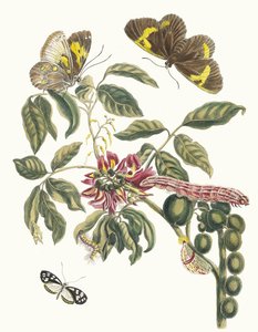 Coronilla Americana Arborescens. Fra bogen Metamorphosis of Surinamese insekter, 1705. af Maria Sibylla Merian