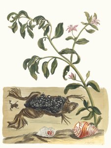 Cresson. Fra bogen Metamorphosis insectorum Surinamensium, 1705. af Maria Sibylla Merian