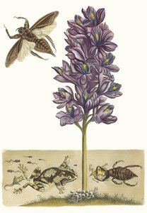 Eichhornia crassipes. Fra bogen Metamorphosis Insectorum Surinamensium, 1705. af Maria Sibylla Merian