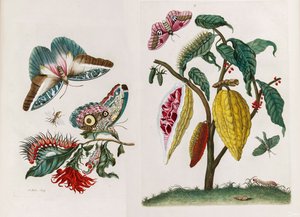 Fra bogen Metamorphosis insectorum Surinamensium, 1705.