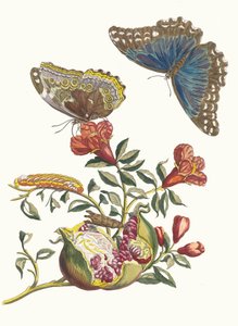 Grenadier. Fra bogen Metamorphosis insectorum Surinamensium, 1705. af Maria Sibylla Merian