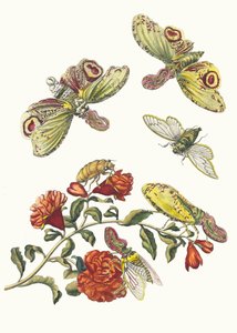 Grenadier. Fra bogen Metamorphosis insectorum Surinamensium, 1705. af Maria Sibylla Merian