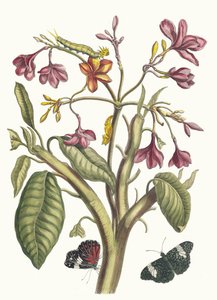 Jasmin des Indes. Fra bogen Metamorphosis insectorum Surinamensium, 1705. af Maria Sibylla Merian