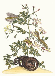 Jasminum grandiflorum. Fra bogen Metamorphosis insectorum Surinamensium, 1705. af Maria Sibylla Merian