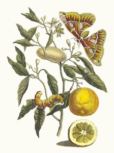 Citron. Fra bogen Metamorphosis insectorum Surinamensium, 1705.