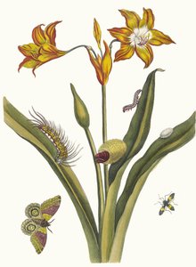 Lis Rouge. Fra bogen Metamorphosis insectorum Surinamensium, 1705. af Maria Sibylla Merian