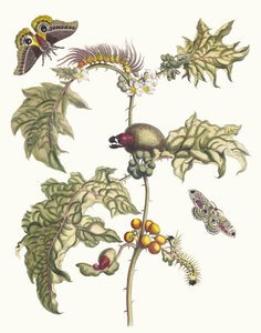 Maccai. Fra bogen Metamorphosis insectorum Surinamensium, 1705. af Maria Sibylla Merian