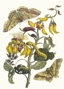 Pallisaden-boom. Fra bogen Metamorphosis insectorum Surinamensium, 1705. af Maria Sibylla Merian