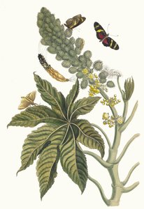 Palma Christi. Fra bogen Metamorphosis insectorum Surinamensium, 1705. af Maria Sibylla Merian
