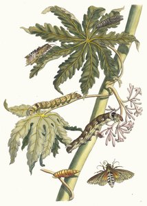 Papay. Fra bogen Metamorphosis insectorum Surinamensium, 1705. af Maria Sibylla Merian