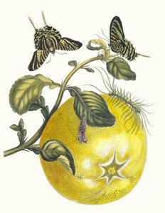 Pompelmous. Fra bogen Metamorphosis insectorum Surinamensium, 1705. af Maria Sibylla Merian