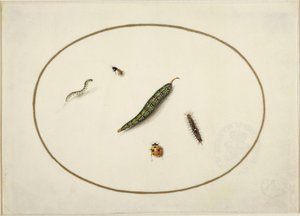Larver og insekter, i en vandret oval, indrammet af en gylden linje, fint udført som en miniature af Maria Sibylla Merian