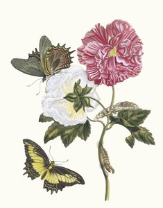 Rosier. Fra bogen Metamorphosis insectorum Surinamensium, 1705.