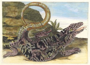 Sauvegarde. Fra bogen Metamorphosis insectorum Surinamensium, 1705. af Maria Sibylla Merian