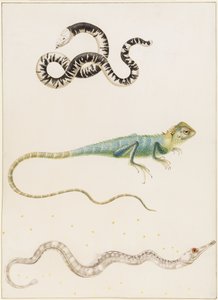 Sydamerikansk småhovedet ormeøgle, leguan eller østindisk træøgle og nålefisk af Maria Sibylla Merian