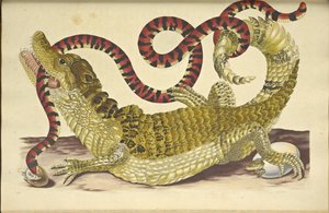 Spektakuleret Caiman Caiman Crocodilus og en falsk koralslange, 1705. af Maria Sibylla Merian