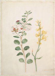  af Maria Sibylla Merian