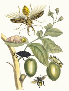 Tatrouba. Fra bogen Metamorphosis insectorum Surinamensium, 1705.