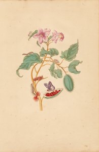 Rocu-træet med larver, møl og sommerfugle af Maria Sibylla Merian