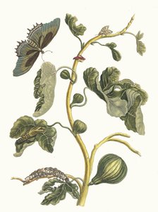 Hvid Guava. Fra bogen Metamorphosis insectorum Surinamensium, 1705. af Maria Sibylla Merian