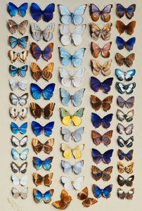 En pakket tallerken med 62 sommerfugle, i fem kolonner, for det meste repræsenterende nogle af de større medlemmer af Lycaendidae,