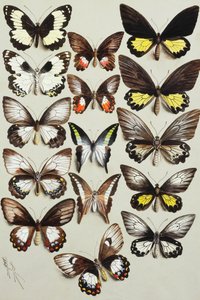 Femten Svalehalesommerfugle (Familie Papilionidae) i tre kolonner