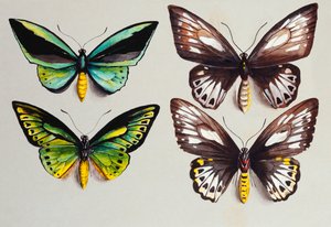 Four Birdwing butterflies dani