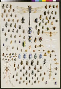 Et hundrede og halvtreds insekter, domineret på toppen af en stor guldsmede