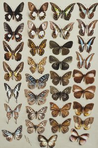 Treogtredive sommerfugle, i fire søjler, tilhørende Papilionidae og Danainae familierne,