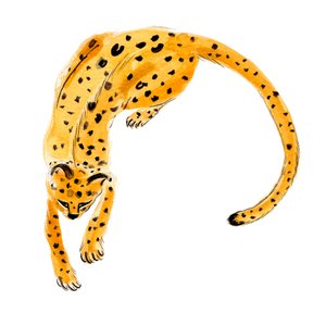 Curled Leopard, 2020 (akvarel på papir)