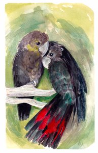 Glossy Black Cockatoos, 2020 (akvarel og blæk på papir) af Marianna Kulukundis