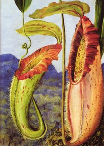 En ny kandebærerplante fra kalkstensbjergene i Sarawak, Borneo af Marianne North