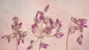 Fint tørrede blomster af Marie-anne Stas